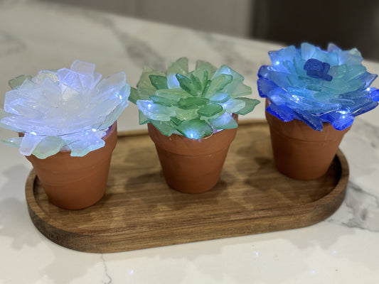 08/12 6pm Sea Glass Succulents or Sea Glass Tree Workshop