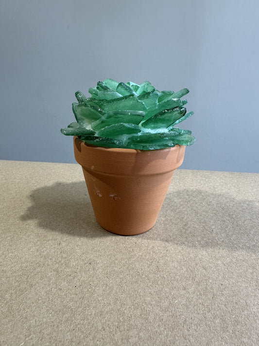 Glass Succulents